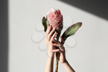 Female hands holding tropical flower on light background�