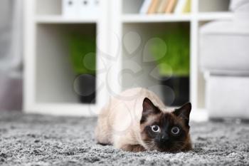 Cute Thai cat lying on carpet at home�
