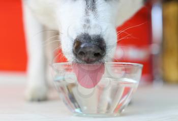 Adorable husky dog drinking fresh water from glass bowl�