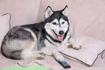 Funny husky dog with TV remote control lying on soft sofa at home�