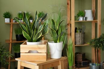 Green houseplants on table in room�