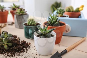 Succulents in pots on wooden table�