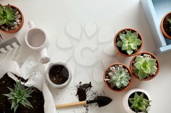 Succulents in pots with soil and gardening tools on white background�