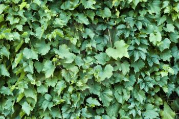 Growing plant with green leaves�