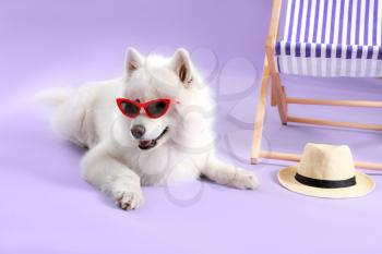 Cute Samoyed dog in sunglasses near sun lounger against color background�