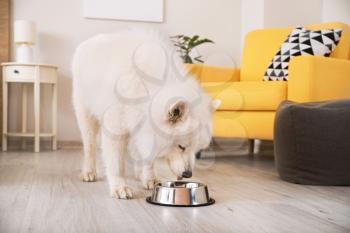 Cute Samoyed dog eating from bowl at home�