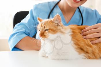 Female veterinarian examining cute cat in clinic, closeup�