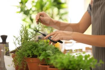 Woman cutting fresh rosemary in kitchen�