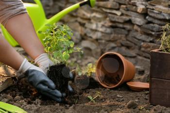 Woman repotting fresh mint outdoors�