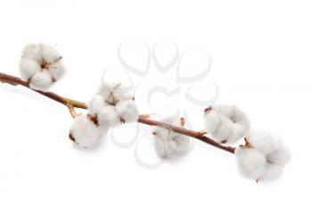 Beautiful cotton flowers on white background�