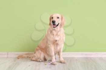 Cute dog with tooth brush near color wall�
