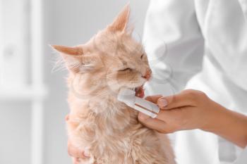 Veterinarian brushing cat's teeth in clinic�