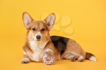 Cute dog with toy on color background�