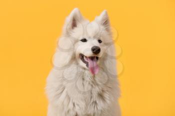 Cute Samoyed dog on color background�