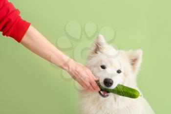 Owner feeding Samoyed dog with cucumber on color background�