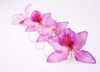 beautiful pink flowers with shallow DOF over white background