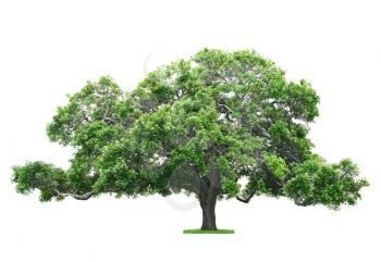 Green beautiful and big tree isolated on white background