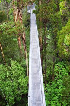 Royalty Free Photo of a Tree Top Walk of Otway Fly From Above Ground on Great Ocean Road, Australia