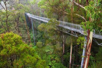 The steel walkway Otway Fly in the Rainforest up to 30 meters above ground level,Great Ocean Road, Australia