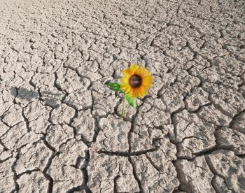 dry soil  of a barren land and single growing plant