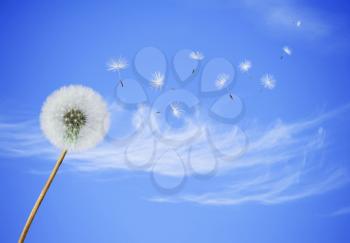 fluffy Dandelion flower with seeds blowing away on a blue sky background