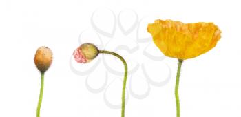 set of yellow and pink poppies isolated on white background