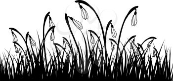 Springtime meadow with snowdrops. Vector illustration.