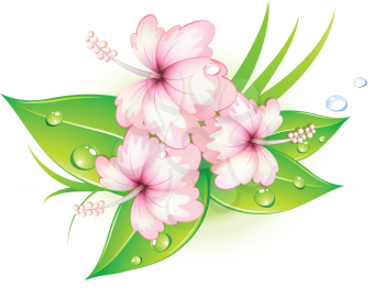 Royalty Free Clipart Image of Hibiscus Flowers 