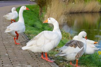 Geese on the waterfront in the Dutch town of Gorinchem. Early  morning. Netherlands