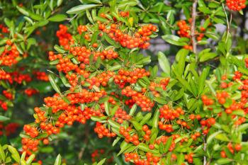 Brush of red berries pyracantha on a  bush
