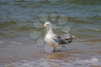 Seagull in a water of North sea in Zandvoort, the Netherlands