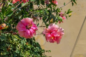 Beautiful pink hibiscus flowers on the background wall