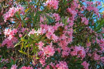 Oleander flowers on the bush