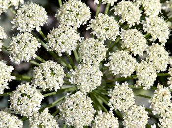 Background of white flowers inflorescences
