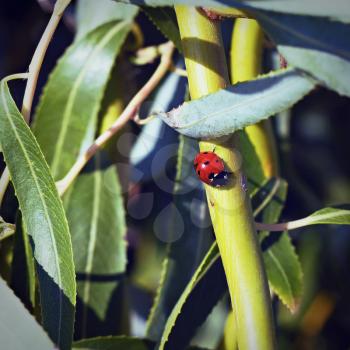 ladybug on a green branch of deciduous tree