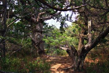 Path in the old juniper forest