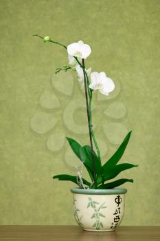 Royalty Free Photo of a White Orchid