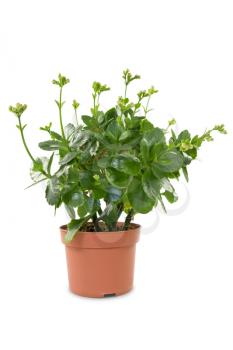 Royalty Free Photo of a House Plant