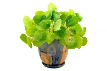 Royalty Free Photo of a House Plant