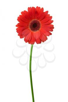 Royalty Free Photo of a Red Daisy