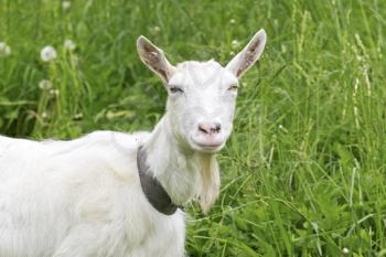 Royalty Free Photo of a Goat