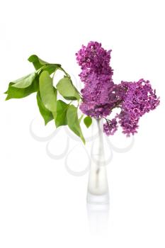 bouquet of wet lilac in a glass vase on white background