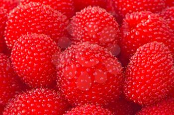 selection of freshly picked ripe red raspberries