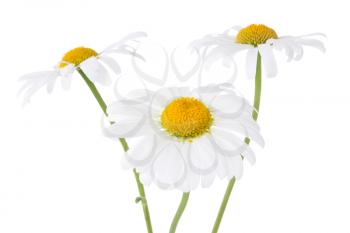 three daisy flowers isolated on white background
