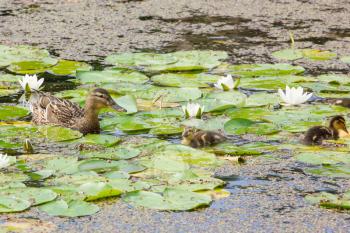Duck family searching for food in a pond 