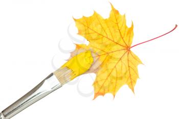 Painting a autumnal yellow leaf, isolated on white background