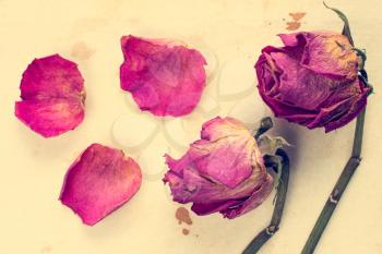 Withered roses with fallen petals on old paper background