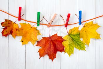 Autumnal maple leaves hanging on rope with clothes-pegs