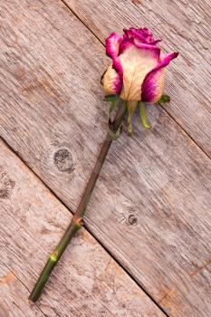 Composition of a faded rose lying on a floor