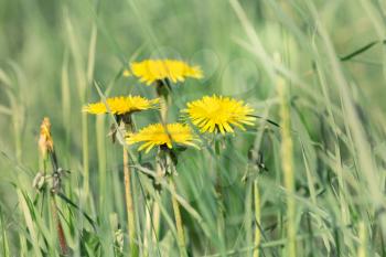 Spring flowers dandelions in a grass. Filtered image. 